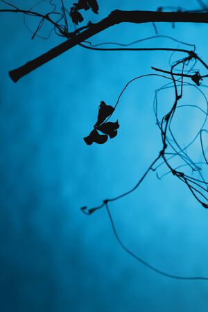 thin branches on a blue background that look like doodlesの写真素材