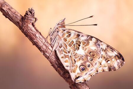 a butterfly with folded wings perched on a thin branchの写真素材