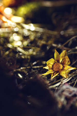 detailed view of a flower almost withered by the arrival of autumnの写真素材