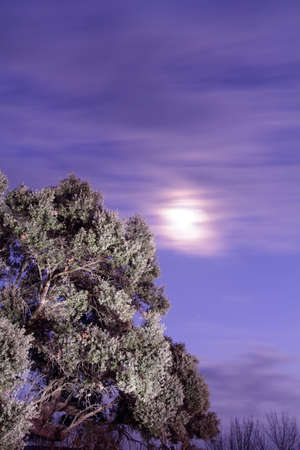 moon between clouds and an illuminated tree is also observed in the foregroundの写真素材