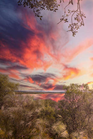 view of a swamp among the branches of bushes and trees with a sky of reddish and purple colorsの写真素材