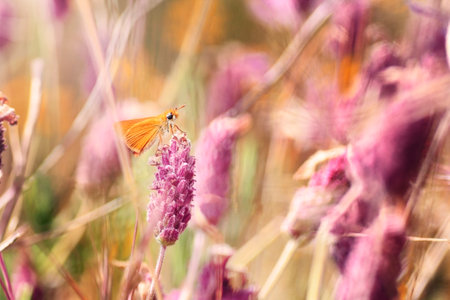 lepidoptera perched on a lavender flower in daylight