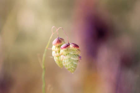 Briza maxima is an annual herb with a wide distribution, up to 70 cm, that presents sheathing leaves...