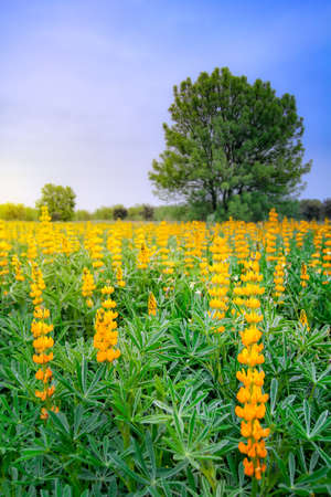 spring landscape where you can see yellow lupinus flowers and in the background some treesの写真素材