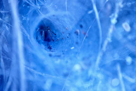 A funnel-shaped spider web in which its legs can be seen showing that it is on the lookout for some prey to fall into its websの写真素材