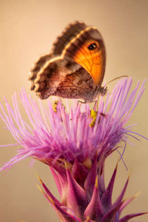 Butterfly of the species pyronia cecilia sucking on a thistleの写真素材
