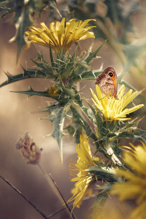 a butterfly perched on a flower it is feeding onの写真素材