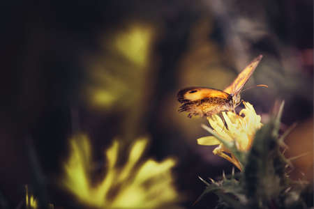 butterfly perched on a flower with wings spread