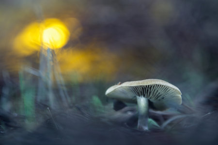 A small mushroom to which you can see part of the hat and the laminae and behind it you can see a yellow light that filters through the branchesの写真素材