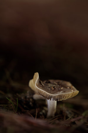 mushroom in a pine forest to which small chips of tree debris have been falling on the hat