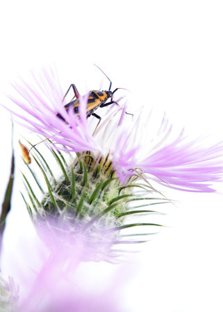 Stenotus binotatus is a species of heteropterous insects (bugs) in the family Miridae, native to...