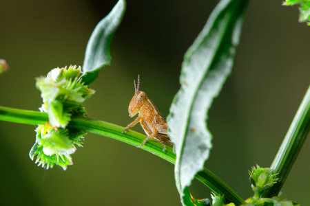 Daytime habits, they inhabit open spaces and, thanks to their hind femurs, they make great leaps....