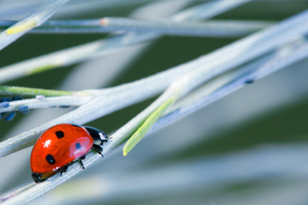 It is a species of cucujoideo beetle of the Coccinellidae family. It is the most common ladybug in...