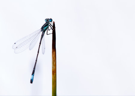The general body plan of a damselfly is similar to that of a dragonfly. Compound eyes are large but set farther apart and relatively smaller than those of a dragonflyの写真素材