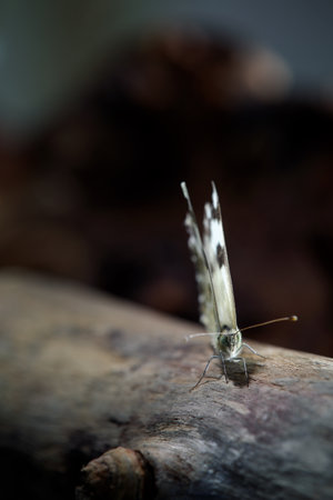 on a piece of wood this butterfly has stopped to rest to continue looking for more flowers to drink