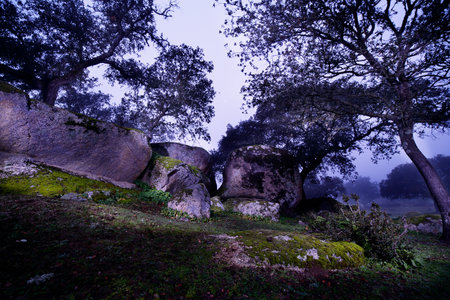 small frame of some rocks and trees at blue hour and where you start to see the fog