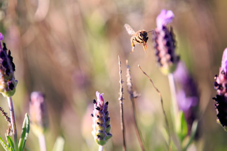 A bee captured in flight heading towards another flower
