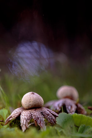 Astraeus hygrometricus, or earth star,1 is a basidiomycete fungus of the Diplocystidiaceae family. It has indifferent edibilityの写真素材