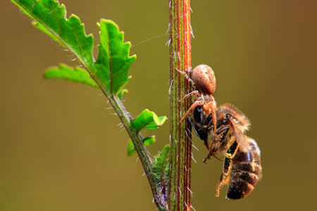 A bee that has been hunted by a spider when it was going to eat
