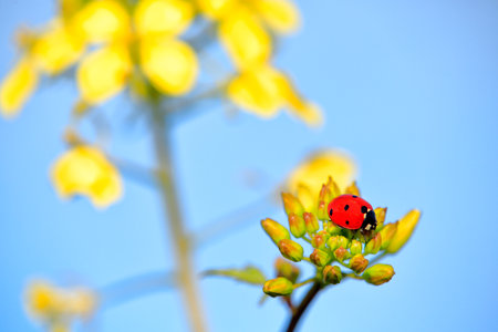 A beetle running through a rapeseed bush between its petals and branches