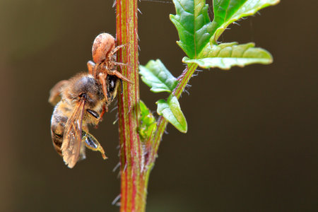 A bee that has been caught by a spider