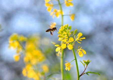 A bee in full flight arriving at a flower to take its nectar