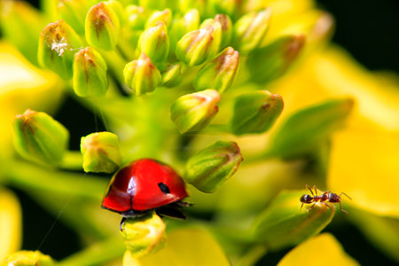 A beetle running through a rapeseed bush between its petals and branches