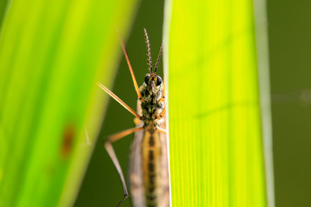 Crane flies are not mosquitoes and feed on flower nectar.の写真素材