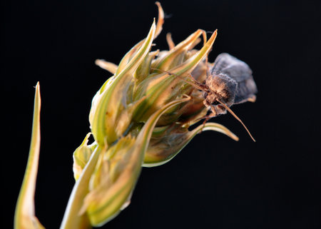 The larvae of these moths usually feed on the roots and parts of the plant close to the ground.