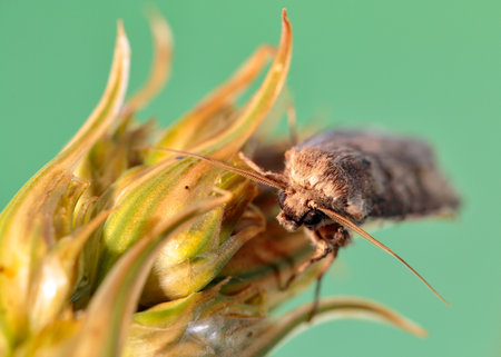 The larvae of these moths usually feed on the roots and parts of the plant close to the ground.の写真素材