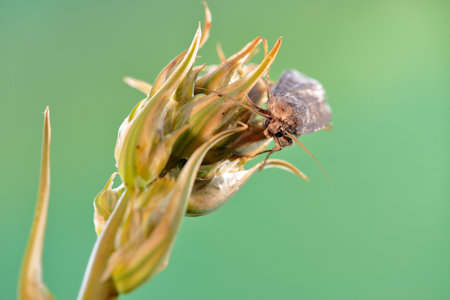 The larvae of these moths usually feed on the roots and parts of the plant close to the ground.の写真素材