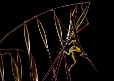A Brunner's mantis perched on the branches of grass in a field