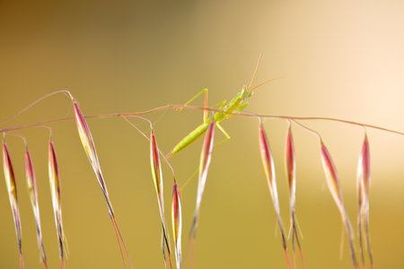 A Brunner's mantis perched on the branches of grass in a field
