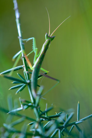 A Brunner's mantis perched on the branches of grass in a field