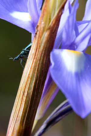 A beetle perched on a wild lily seen up close