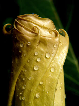 Raindrops on a flower.の写真素材