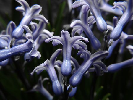 Petals of blue flowers for background.の写真素材