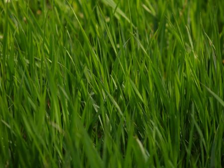Green grass of a meadowの写真素材