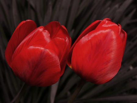 Two tulips on desaturated background.の写真素材