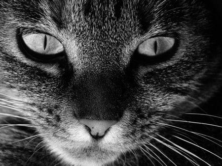 Eyes of a catの写真素材