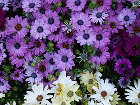 A lot of colorful flowers