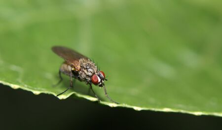 Grey fly on a green leafの写真素材