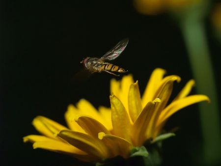 Bee collecting honeyの写真素材