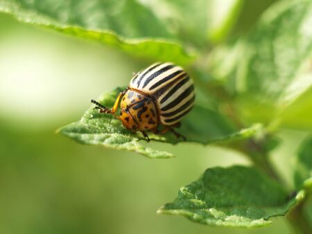 Colorado bug on a green potatoe leaf          の写真素材