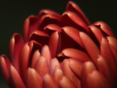 Red flower petalsの写真素材