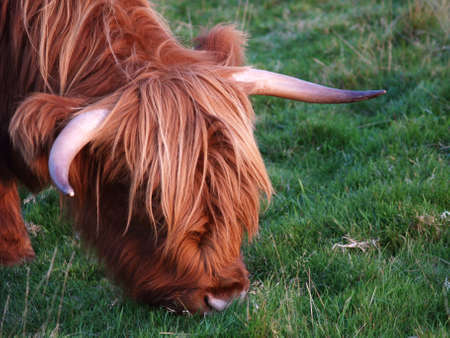 Scottish higland cowの写真素材