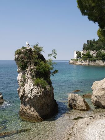 Seagull on a big rockの写真素材