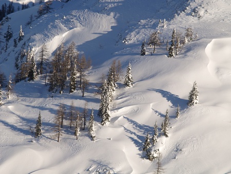 Snow covered treesの写真素材