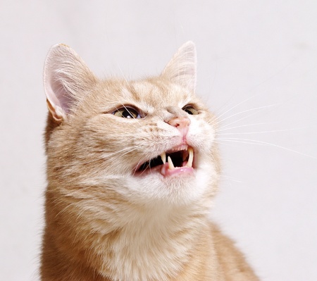 Angry ginger catの写真素材