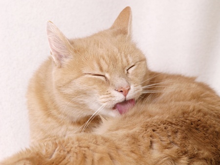 Ginger cat cleaning herselfの写真素材